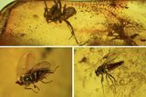 Fossil Fly (Diptera) & Spider (Aranea) In Baltic Amber #87242-3